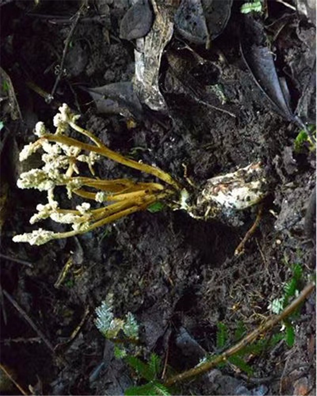 銀川伊百盛生物工程有限公司 銀川伊百盛生物工程有限公司