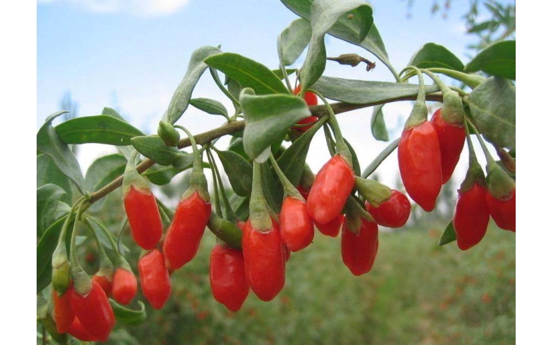 枸杞的分類，什么是枸杞原漿？